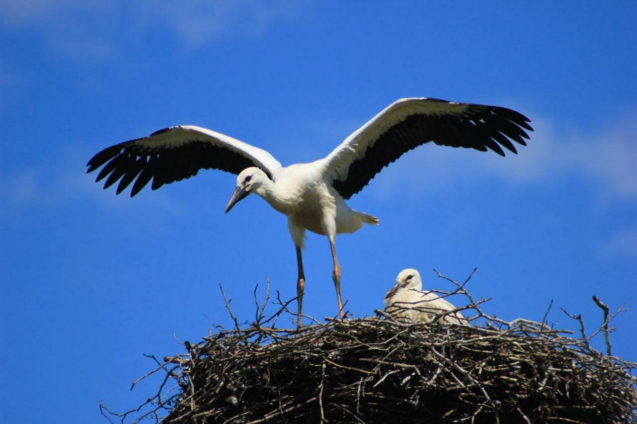 An Der Hainmuehle Lübben エクステリア 写真